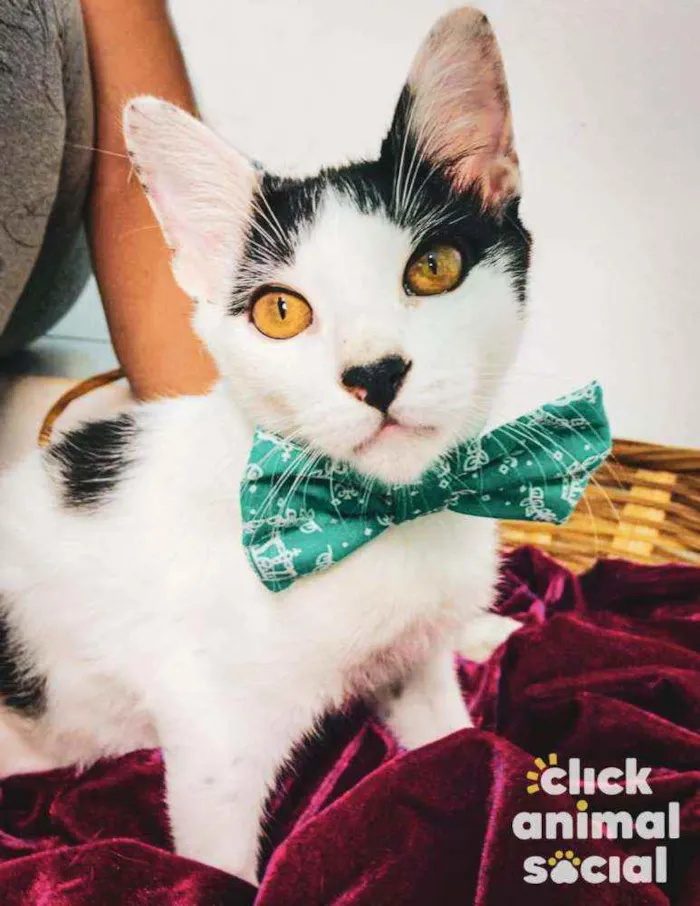 Gato ra a SRD-ViraLata idade 2 a 6 meses nome Brad