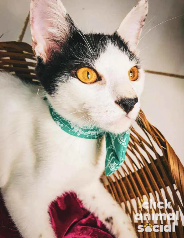 Gato ra a SRD-ViraLata idade 2 a 6 meses nome Brad