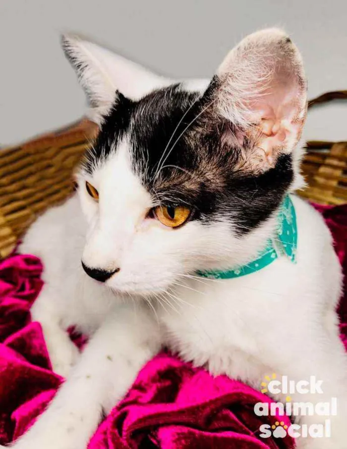 Gato ra a SRD-ViraLata idade 2 a 6 meses nome Brad