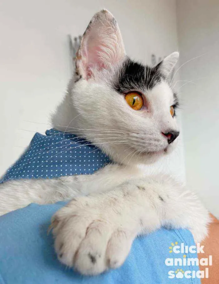 Gato ra a SRD-ViraLata idade 2 a 6 meses nome Brad
