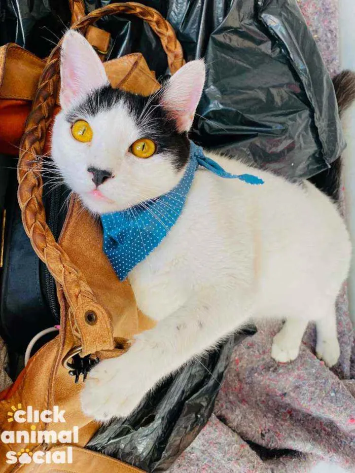 Gato ra a SRD-ViraLata idade 2 a 6 meses nome Brad