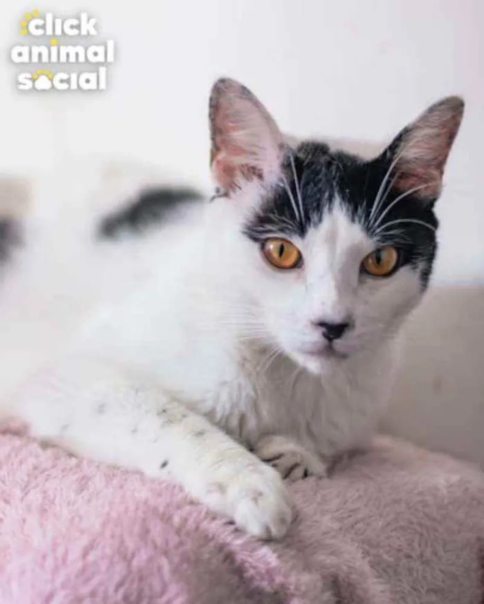 Gato ra a SRD-ViraLata idade 2 a 6 meses nome Brad