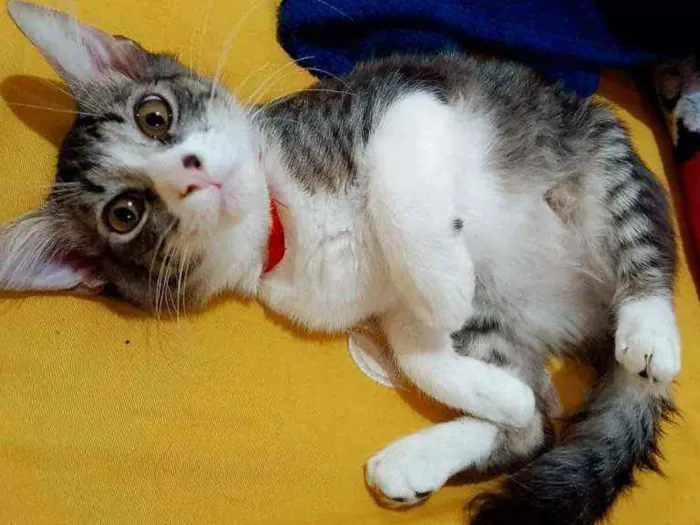 Gato ra a Mestiço  idade 2 a 6 meses nome Alfredo