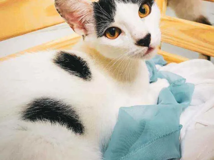 Gato ra a SRD-ViraLata idade 2 a 6 meses nome Brad