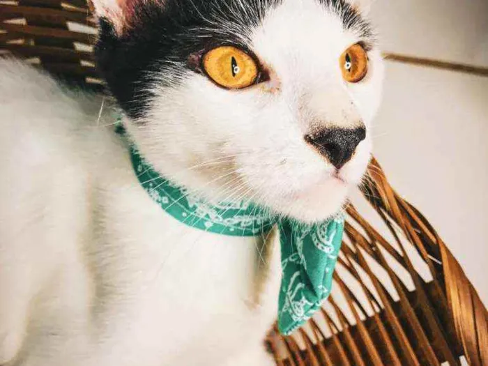 Gato ra a SRD-ViraLata idade 2 a 6 meses nome Brad