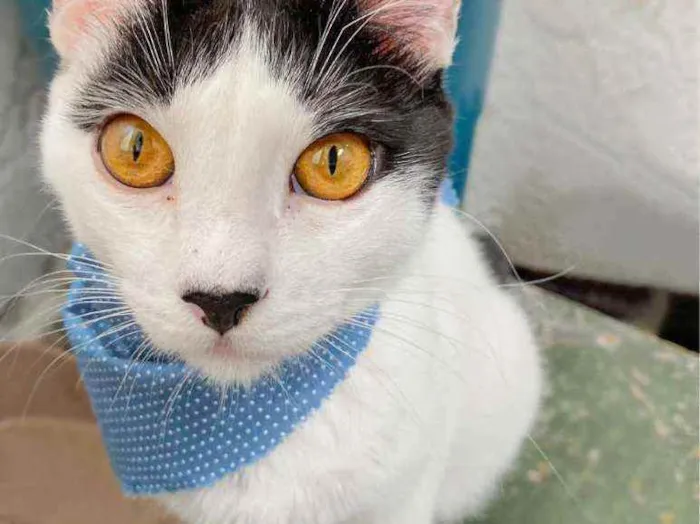 Gato ra a SRD-ViraLata idade 2 a 6 meses nome Brad
