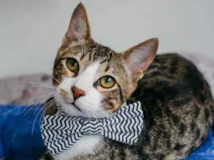 Gato raça SRD idade 2 a 6 meses nome Bruce