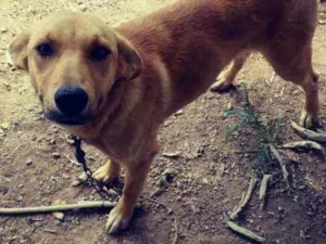 Cachorro raça  idade 2 a 6 meses nome Mel