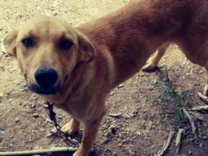 Cachorro raça  idade 2 a 6 meses nome Barbie e mel 