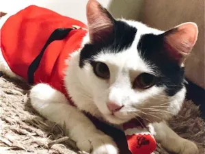 Gato raça Misturado idade 1 ano nome Glenn 