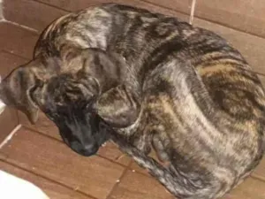 Cachorro raça Fila brasileiro  idade 1 ano nome Cronus 