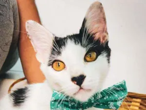 Gato raça SRD-ViraLata idade 2 a 6 meses nome Brad