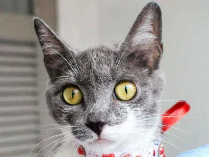 Gato ra a SRD idade 7 a 11 meses nome Felicia