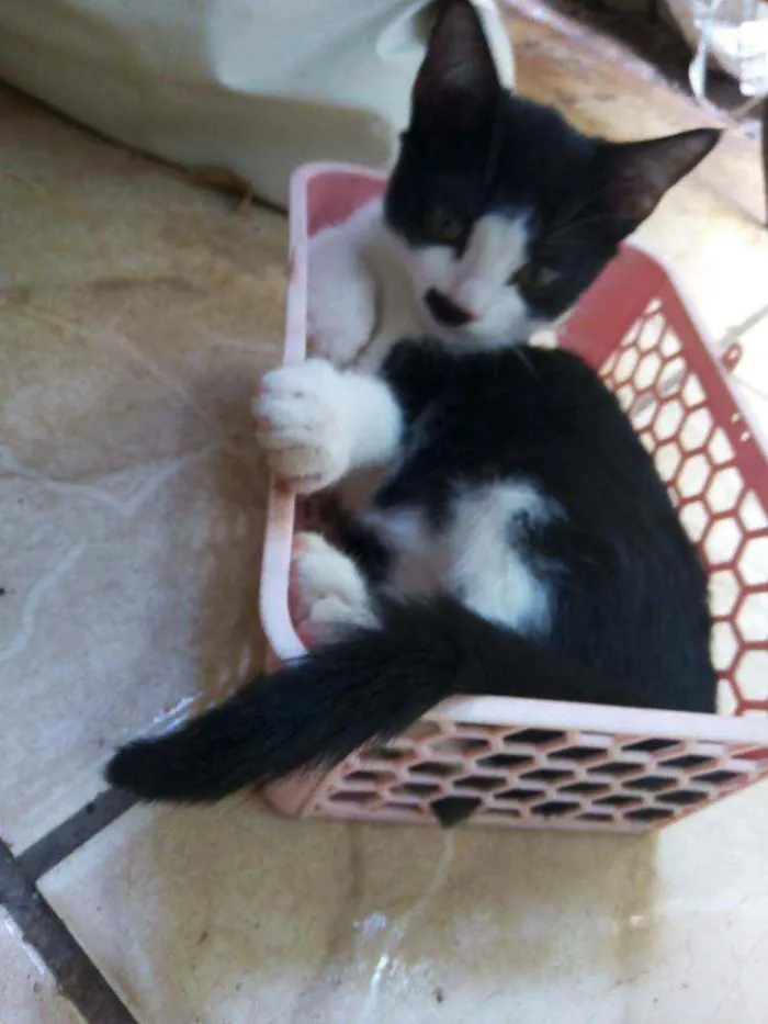 Gato ra a Vira-lata idade 2 a 6 meses nome Apolo