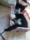 Apolo