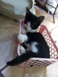 Apolo