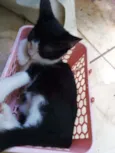 Apolo