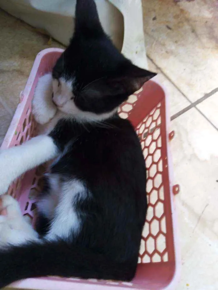 Gato ra a Vira-lata idade 2 a 6 meses nome Apolo