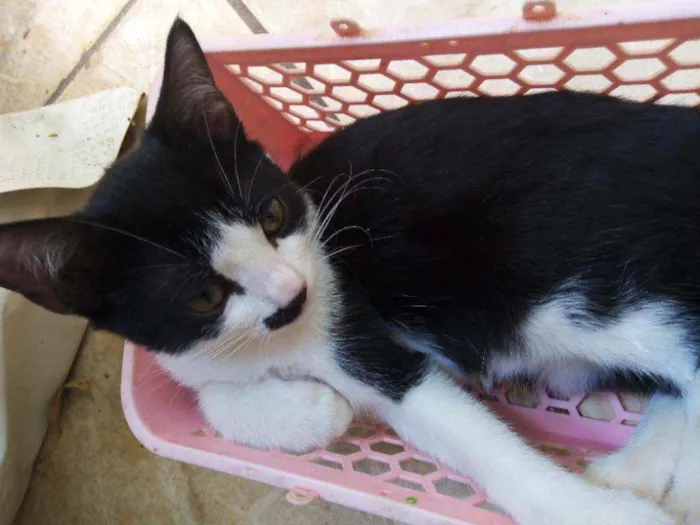 Gato ra a Vira-lata idade 2 a 6 meses nome Apolo
