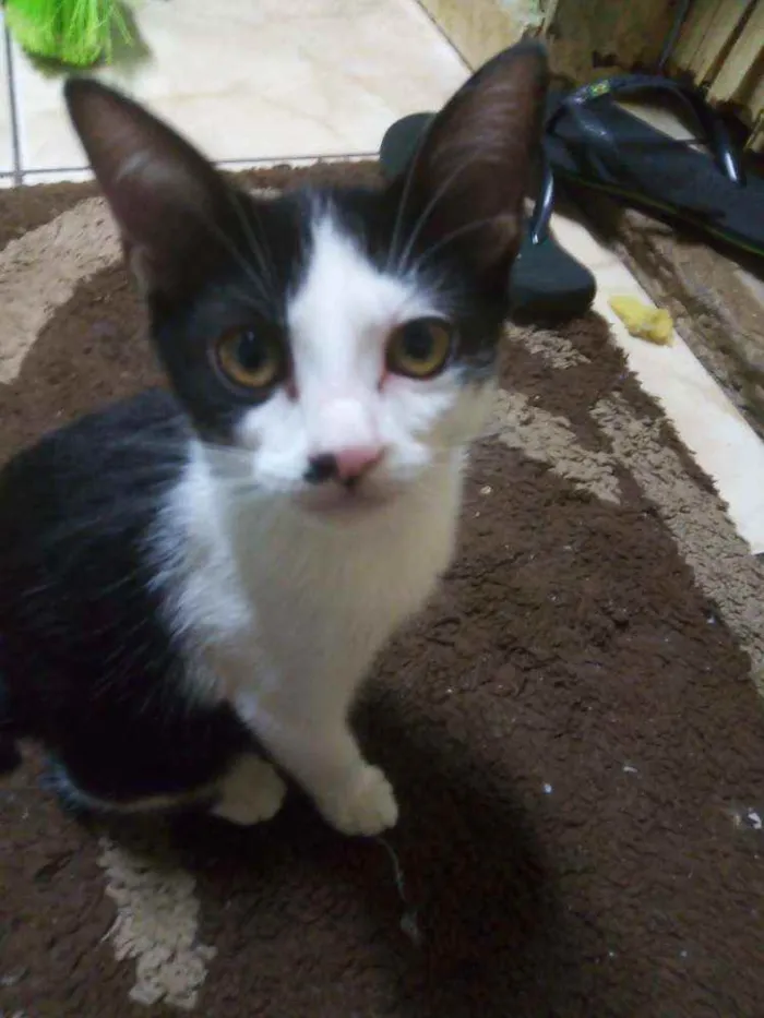 Gato ra a Vira-lata idade 2 a 6 meses nome Lua