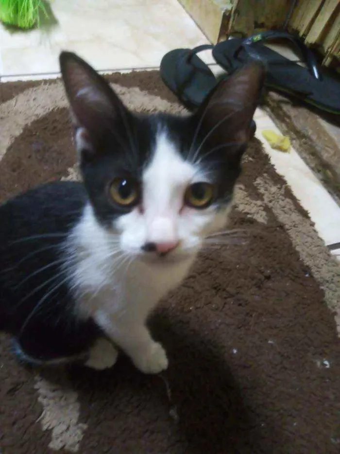 Gato ra a Vira-lata idade 2 a 6 meses nome Lua