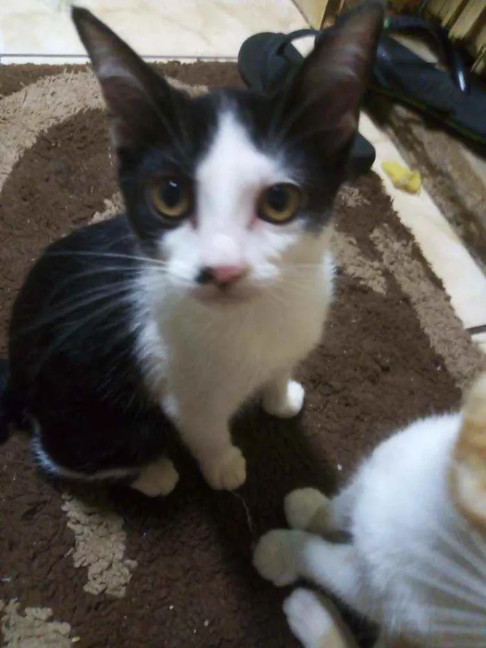 Gato ra a Vira-lata idade 2 a 6 meses nome Lua