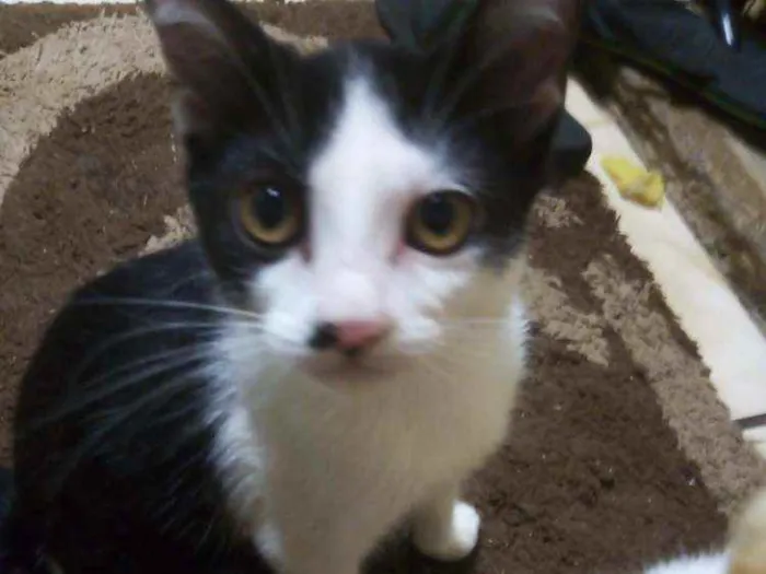 Gato ra a Vira-lata idade 2 a 6 meses nome Lua