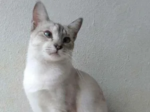 Cachorro raça Srd idade 1 ano nome Lurdes