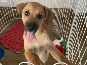 Cachorro raça Vira Lata idade 2 a 6 meses nome Uriel