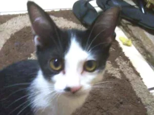 Gato raça Vira-lata idade 2 a 6 meses nome Lua