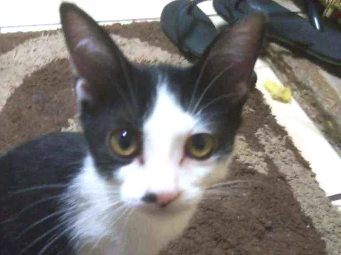 Gato ra a Vira-lata idade 2 a 6 meses nome Lua