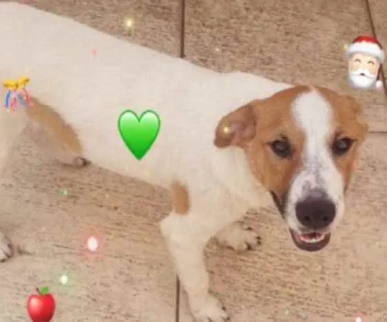 Cachorro raça SRD idade 2 a 6 meses nome DOM