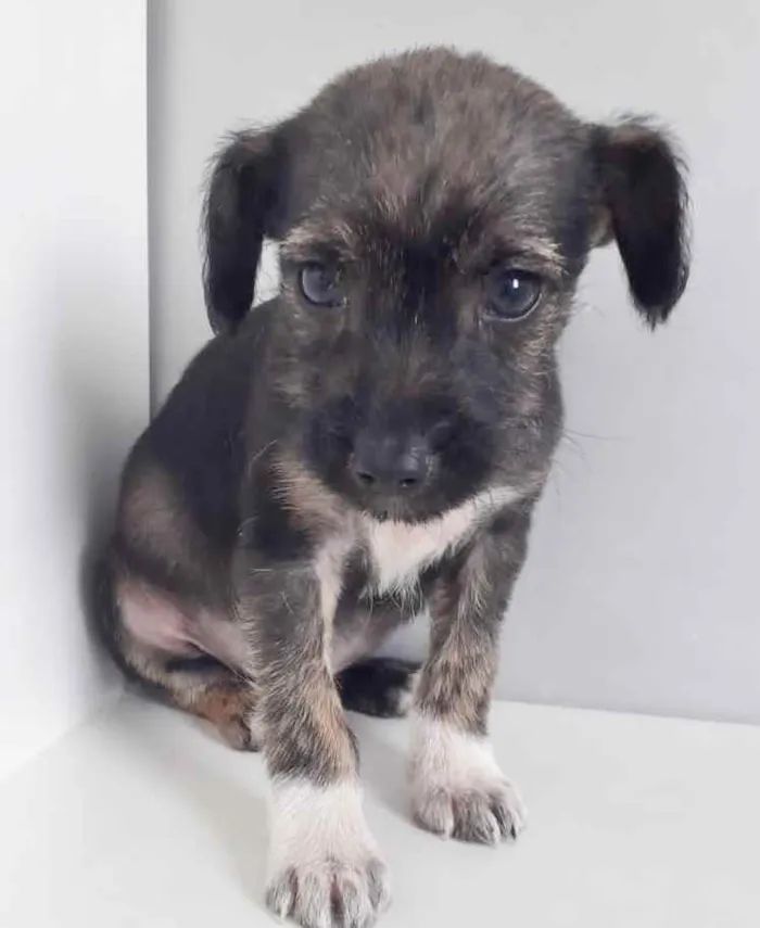 Cachorro raça SRD idade 2 a 6 meses nome GAEL