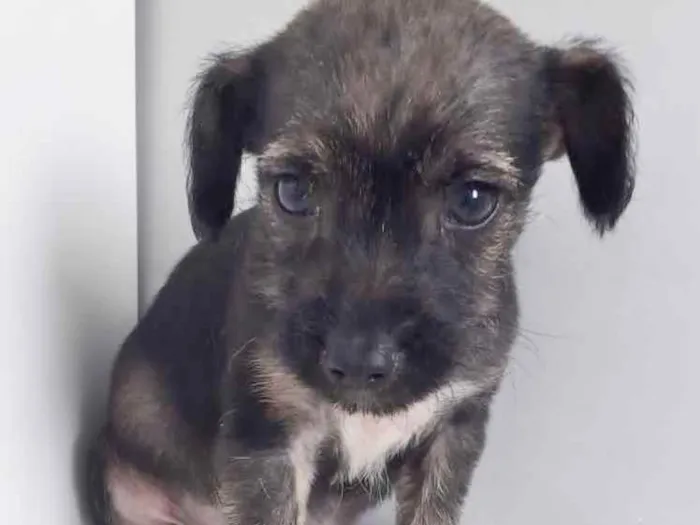 Cachorro raça SRD idade 2 a 6 meses nome GAEL