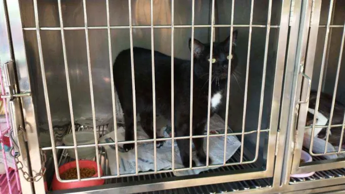 Gato ra a Sem raça definida idade 1 ano nome Bia