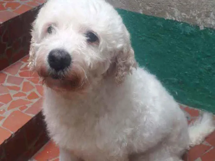 Cachorro raça POODLE idade 7 a 11 meses nome BORIS