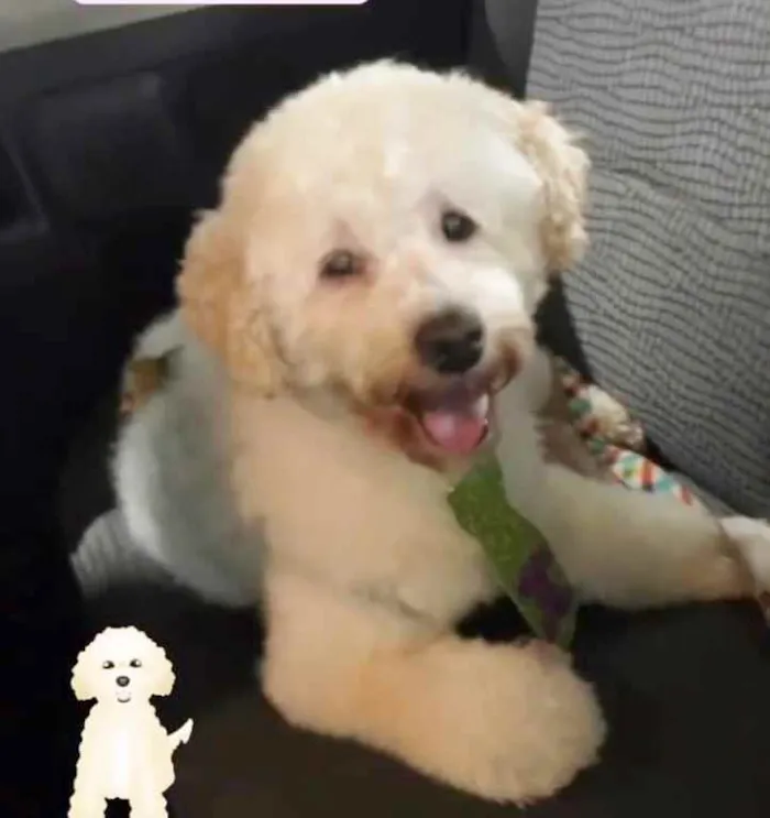 Cachorro raça POODLE idade 7 a 11 meses nome BORIS