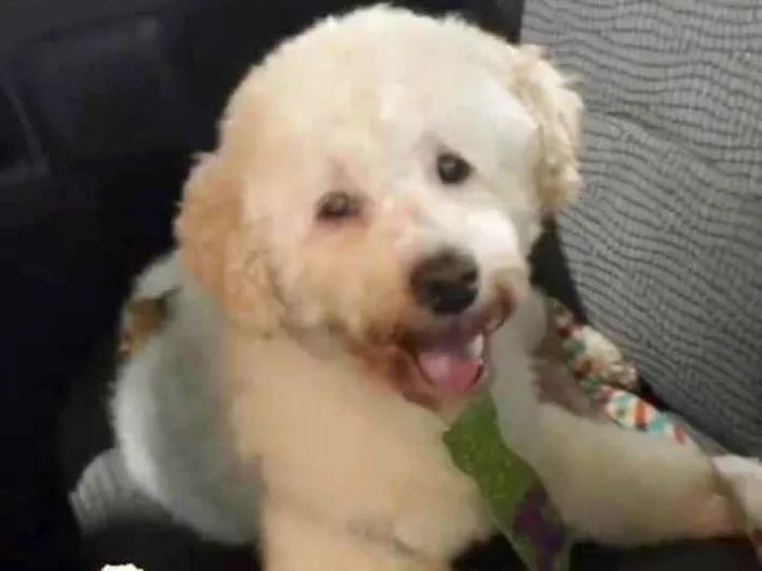 Cachorro raça POODLE idade 7 a 11 meses nome BORIS