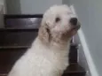 Cachorro raça POODLE idade 7 a 11 meses nome BORIS