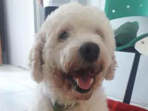 Cachorro raça POODLE idade 7 a 11 meses nome BORIS