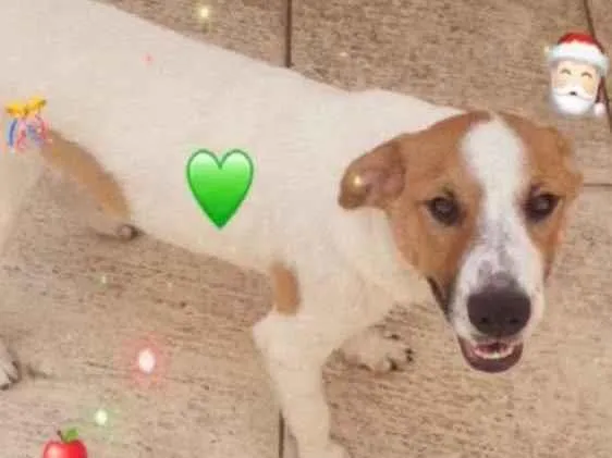 Cachorro raça SRD idade 2 a 6 meses nome DOM