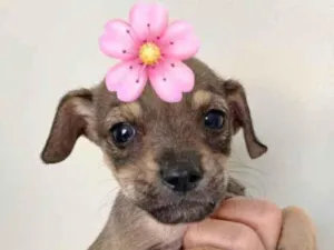 Cachorro raça SRD idade 2 a 6 meses nome CLAIRE