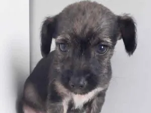 Cachorro raça SRD idade 2 a 6 meses nome GAEL