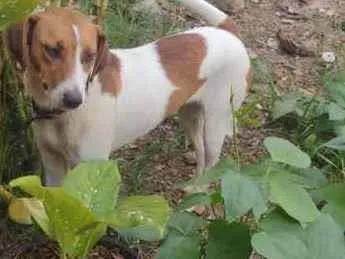 Cachorro ra a Vira-lata idade 2 anos nome Cacau