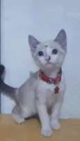 Gato raça SRD  idade 2 a 6 meses nome Meg 