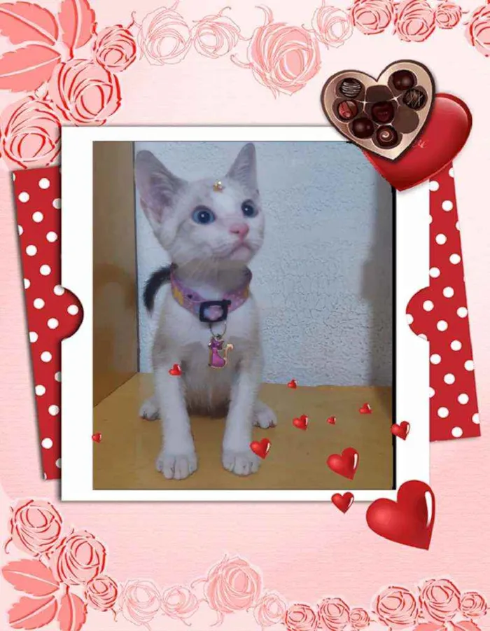 Gato raça SRD  idade 2 a 6 meses nome Lua 