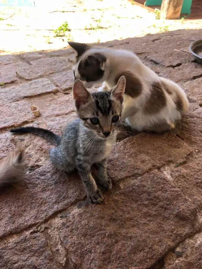 Gato ra a Não tem idade 2 a 6 meses nome Não tem Ainda 