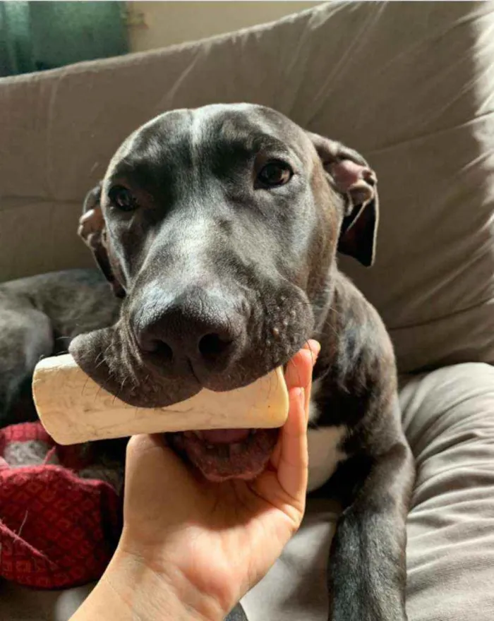 Cachorro ra a SRD idade 7 a 11 meses nome Negão 