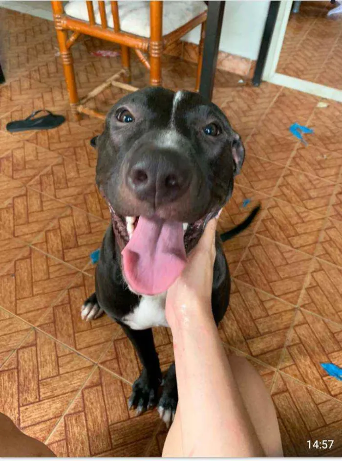 Cachorro ra a SRD idade 7 a 11 meses nome Negão 