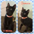 Gato raça SRD  idade 2 a 6 meses nome Samuca 